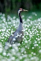 Kraniche sind Allesfresser, ueberwiegend ernaehren sie sich von pflanzlicher Nahrung  -  (Eurasischer Kranich - Foto Kranich zwischen Wollgras), Grus grus, Common Crane is omnivorous  -  (Eurasian Crane - Photo Common Crane between cotton grass)