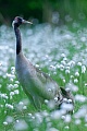 Kranich, ausserhalb der Brutzeit sind diese Voegel sehr sozial und sammeln sich in grossen Schwaermen  -  (Eurasischer Kranich - Foto Kranich zwischen Wollgras), Grus grus, Common Crane is a social bird while not breeding  -  (Eurasian Crane - Photo Common Crane between cotton grass)