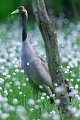Kranich, die Jungvoegel koennen wenige Stunden nach dem Schluepfen schwimmen  -  (Eurasischer Kranich - Foto Kranich auf einer Wollgraswiese), Grus grus, Common Crane, the chicks can swim soon after hatching  -  (Eurasian Crane - Photo Common Crane between cotton grass)