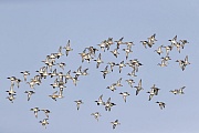 Ein Schwarm Krickenten an der Deutschen Nordseekueste, Anas crecca, A flock of Eurasian Teals on the German North Sea coast