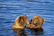 Coastal Brown Bears hibernate for 5 to 7 months  -  (Alaska Peninsula Brown Bear - Photo Coastal Brown Bear sow plays with cub)