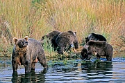 Coastal Brown Bear, the gestation period is 180 to 250 days  -  (Alaska Peninsula Brown Bear - Photo Coastal Brown Bear sow with cubs)