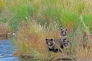 Kuestenbraunbaeren sind Allesfresser  -  (Grizzlybaer - Foto Kuestenbraunbaer Jungbaeren am Brooks River), Ursus arctos  -  Ursus arctos horribilis, Coastal Brown Bears are normally omnivorous  -  (Alaska Peninsula Brown Bear - Photo Coastal Brown Bear cubs at Brooks River)