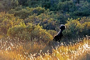 Kuestenbraunbaer, die frisch geborenen Jungbaeren sind sehr klein und wiegen kurz nach der Geburt zirka 450 Gramm   -  (Grizzlybaer - Foto Kuestenbraunbaer geniesst die Abendsonne), Ursus arctos  -  Ursus arctos horribilis, Coastal Brown Bear, the cubs weigh about 450 grams at birth  -  (Alaska Peninsula Brown Bear - Photo Coastal Brown Bear enjoys the evening sun)