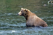 Kuestenbraunbaeren sind Allesfresser  -  (Grizzlybaer - Foto Kuestenbraunbaer auf der Jagd nach Lachsen), Ursus arctos  -  Ursus arctos horribilis, Coastal Brown Bears are normally omnivorous  -  (Alaska Peninsula Brown Bear - Photo Coastal Brown Bear hunts salmon)
