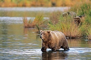 Kuestenbraunbaer, in der Regel erreichen diese Baeren eine Schulterhoehe von 1,2 - 1,4 Metern  -  (Grizzlybaer - Foto Kuestenbraunbaer Baerin mit Jungtieren), Ursus arctos  -  Ursus arctos horribilis, Coastal Brown Bear, they usually have a shoulder height of 1,2 to 1,4 m  -  (Alaska Peninsula Brown Bear - Photo Coastal Brown Bear sow with cubs)