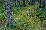 Baerenpfad im Katmai-Nationalpark in Alaska  -  (Baerenwechsel), Ursus arctos  -  Ursus arctos horribilis, Bear pass in Katmai National Park in Alaska  -  (Bear trail)