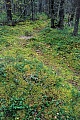 Baerenpfad im Katmai-Nationalpark in Alaska  -  (Baerenwechsel), Ursus arctos  -  Ursus arctos horribilis, Bear pass in Katmai National Park in Alaska  -  (Bear trail)