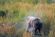 Kuestenbraunbaer, in der Regel erreichen diese Baeren eine Koerperlaenge von 2,4 Metern  -  (Grizzlybaer - Foto Kuestenbraunbaer schuettelt Wasser aus dem Fell), Ursus arctos  -  Ursus arctos horribilis, Coastal Brown Bear, they usually measure 2,4 m in length  -  (Alaska Peninsula Brown Bear - Photo Coastal Brown Bear at Brooks River)