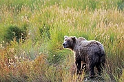 Kuestenbraunbaer, in der Regel erreichen diese Baeren eine Schulterhoehe von 1,2 - 1,4 Metern  -  (Grizzlybaer - Foto Kuestenbraunbaer am Ufer des Brooks River), Ursus arctos  -  Ursus arctos horribilis, Coastal Brown Bear, they usually have a shoulder height of 1,2 to 1,4 m  -  (Alaska Peninsula Brown Bear - Photo Coastal Brown Bear at Brooks River)