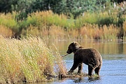 Kuestenbraunbaeren erreichen Koerpergewichte von 360 - 550 kg  -  (Grizzlybaer - Foto Kuestenbraunbaer mit gefangenem Rotlachs), Ursus arctos  -  Oncorhynchus nerka, Coastal Brown Bears usually weigh from 360 to 550 kg  -  (Alaska Peninsula Brown Bear - Photo Coastal Brown Bear with Blueback)