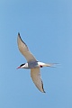 Arctic Tern returns mostly to the same colony each year  -  (Photo Arctic Tern adult bird in breeding plumage)