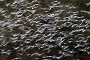 Lachmoewen sind ganzjaehrig sehr gesellige Voegel  -  (Foto Lachmoewenschwarm auf der Jagd nach Kleinfischen), Chroicocephalus ridibundus - (Larus ridibundus), Black-headed Gull is a gregarious species  -  (Photo Black-headed Gull flock of birds hunt little fish)