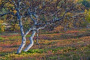 Autumn landscape Groevelsjoen