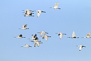 Eurasian Spoonbill is a migratory bird, the european population commonly winters in Africa  -  (Common Spoonbill - Photo Eurasian Spoonbill flock in flight)