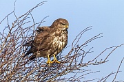 Common Buzzard, the young hatch after about 33 to 35 days  -  (European Buzzard - Photo Common Buzzard on a snow-covered meadow)