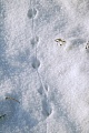 Mausspuren im Schnee  -  Typische Spuren einer Langschwanzmaus im Schnee, Apodemus species, Mouse tracks in snow  -  Typical tracks of murids in snow