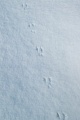 Mausspuren im Schnee  -  Typische Spuren einer Wuehlmaus im Schnee, Arvicolinae species, Mouse tracks in snow  -  Typical tracks of a vole in snow