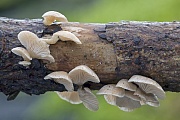 Der Milde Zwergknaeueling verursacht an befallenen Holz Braunfaeule  -  (Milder Muschelseitling - Foto Milder Zwergknaeueling am abgefallenen Ast einer Kiefer)