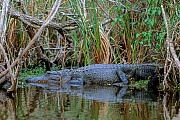 Mississippi-Alligator, die in der Paarungszeit hoerbaren Laute werden mit den Lungen erzeugt  -  (Hechtalligator - Foto Mississippi-Alligator am Anhinga-Trail in den Everglades), Alligator mississippiensis, American Alligator can perform vocalizations to declare territory  -  (Common Alligator - Photo American Alligator in the Everglades)