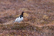 Moorschneehuhn ist der Nationalvogel von Alaska  -  (Foto Moorschneehuhn Maennchen auf einer Balzwarte), Lagopus lagopus, Willow Ptarmigan is the state bird of Alaska  -  (Willow Grouse - Photo Willow Ptarmigan cock in snowfall)