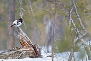 Moorschneehuehner sind auf der gesamten noerdlichen Hemisphaere verbreitet  -  (Foto Moorschneehuhn Maennchen auf einer Balzwarte), Lagopus lagopus, Willow Ptarmigan has a circum-boreal distribution  -  (Willow Grouse - Photo Willow Ptarmigan adult bird in spring plumage)