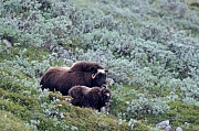 Moschusochsenkuh & Kalb stehen in der sommerlichen Tundra - (Bisamochse - Schafsochse)