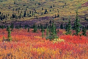 Tundralandschaft mit Zwergbirken und Fichten im Herbst, Denali Nationalpark  -  Alaska, Tundra landscape with Dwarf Birches and spruces in indian summer