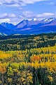 Zitterpappeln im Herbst vor der Alaska-Bergkette