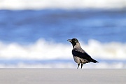 Nebelkraehe, die Maennchen sind etwas groesser als die Weibchen  -  (Foto Nebelkraehe an der Daenischen Nordseekueste), Corvus cornix, Hooded Crow, the males are slightly larger than females  -  (Scotch Crow - Photo Hooded Crow on the Danish North Sea coast)