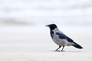 Nebelkraehen erreichen eine Fluegelspannweite von 93 - 104 cm  -  (Foto Nebelkraehe an der Daenischen Nordseekueste), Corvus cornix, Hooded Crow has a wingspan of 93 to 104 cm  -  (Danish Crow - Photo Hooded Crow on the Danish North Sea coast)