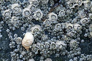 Eine Nordische Purpurschnecke zwischen Gemeinen Seepocken von denen sich die Schnecke bevorzugt ernaehrt  -  (Steinchen - Foto Nordische Purpurschnecke und Gemeine Seepocken an der Daenischen Nordseekueste)