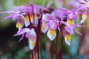 Die Norne ist in Schweden und Finnland stark bedroht, es gibt nur wenige Restvorkommen  -  (Foto Norne in Kanada), Calypso bulbosa, Calypso Orchid is endangered in Sweden and Finland  -  (Venuss Slipper - Photo Calypso Orchids in Canada)