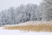 Teichlandschaft mit Schilfguertel im Winter, Oberlausitz  -  Sachsen, Pond scenery with reed belt in winter