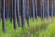 Kiefernwald, Oberlausitz  -  Sachsen, Pine forest
