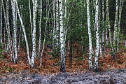 Birkenwald und Adlerfarn im Spaetwinter, Oberlausitz  -  Sachsen, Birch forest and Bracken Fern in late winter