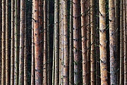 Waldkiefernstaemme in Reih und Glied, Oberlausitz  -  Sachsen, Scots Pine trunks in rank and file