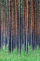 Kiefernmonokultur, Oberlausitz  -  Sachsen, Pine forest monoculture
