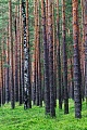 Kiefernwald und Heidelbeeren im Fruehsommer, Oberlausitz  -  Sachsen, Pine forest and blueberries in early summer