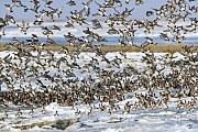 Ein grosser Schwarm Pfeifenten an der winterlichen Nordseekueste, Mareca penelope  -  Anas penelope , A large flock Eurasian Wigeons on the wintry North Sea coast