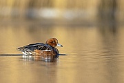 A drake of the Eurasian Wigeon in non-breeding plumage on a river at the North Sea coast