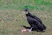 Rabengeier erreichen eine Fluegelspannweite von 133 - 167cm  -  (Foto Rabengeier an den Ueberresten eines Fisches), Coragyps atratus, Black Vulture has a wingspan from 133 to 167cm  -  (American Black Vulture - Photo Black Vulture at the remains of a fish)