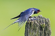 Barn Swallow normally uses man-made structures to breed  -  (Photo Barn Swallow adult bird preening)