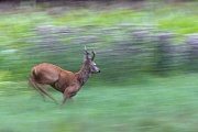 Reh, nur die Maennchen tragen ein Gehoern, bei Bockkitzen ist es noch sehr klein und schwer erkennbar  -  (Rehwild - Foto Rehbock auf der Flucht), Capreolus capreolus, European Roe Deer, only males have antlers  -  (Western Roe Deer - Photo Roebuck on the run)