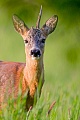 Portraet eines alten Rehbocks auf einer Waldwiese  -  (Europaeisches Reh - Rehe), Capreolus capreolus, Portrait of an old Roe Deer buck on a forest meadow  -  (European Roe Deer - Western Roe Deer)