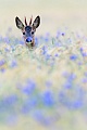 Rehe sind Wiederkaeuer  -  (Rehwild - Foto Rehbock Jaehrling in einem Gerstefeld mit Kornblumen), Capreolus capreolus      , European Roe Deer is a ruminant animal  -  (Roe Deer - Photo Roebuck yearling in a barley field with cornflowers)