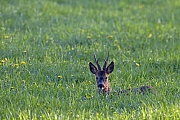 Reh, das weibliche Tier wird in der Jaegersprache RICKE genannt  -  (Rehwild - Foto Rehbock ruht auf einer Wiese), Capreolus capreolus, European Roe Deer, the female is called doe  -  (Western Roe Deer - Photo Roebuck rests on a meadow)