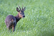Reh, frisch gesetzte Rehkitze wiegen zwischen 1,1 - 1,5 kg  -  (Rehwild - Foto Rehbock sichert entspannt), Capreolus capreolus, European Roe Deer, the offspring weighes about 1,1 to 1,5 kg  -  (Roe Deer - Photo Roebuck secures relaxed)