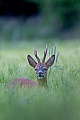 Ein Rehbock steht flehmend in einem Gerstefeld  -  (Europaeisches Reh - Reh), Capreolus capreolus, A Roebuck stands flehming in a barley field  - (European Roe Deer - Western Roe Deer)