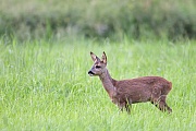 European Roe Deers eat 2 to 4 kg of green food daily  -  (Western Roe Deer - Photo Roe Deer fawn observes attentively a conspecific)
